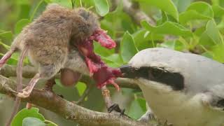 オオモズ  GREAT GREY SHRIKE bird NEST  butcher bird [upl. by Hennie]