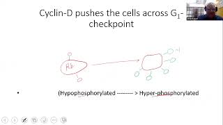 Tumour Suppressor Genes [upl. by Eerrehc]