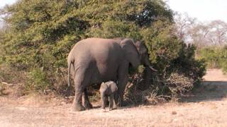 Cute baby elephant sprint [upl. by Torre]