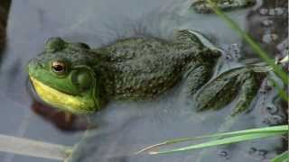 ANOTHER MALE BULLFROGS MATING CALL [upl. by Barna203]