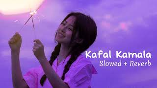 KAFAL KAMLA   Slowed  Reverb  Asmita Adhikari  Zanak Tamrakar [upl. by Soble656]