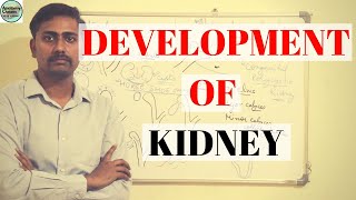 DEVELOPMENT OF KIDNEY  COMPLETE PART 1 amp 2 [upl. by Olodort]