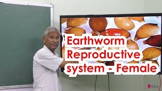 11Zoology  Organs amp Organ system in animals  Earthworm Reproductive system  Female [upl. by Melgar41]