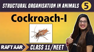 Structural Organization in Animals 05  CockroachI   Class 11NEET  RAFTAAR [upl. by Ayyn375]