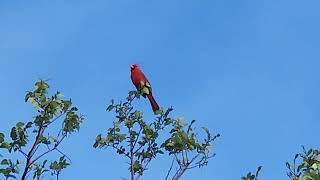 Male Cardinal Singing His Heart Out [upl. by Corb]