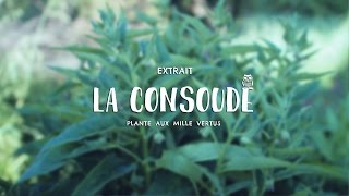 La CONSOUDE PLANTE aux MILLE VERTUS [upl. by Nesnar999]