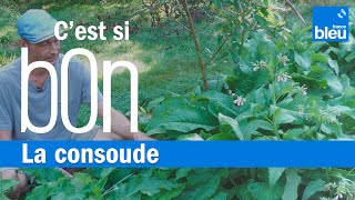 La consoude une plante aux propriétés étonnantes  Cest si bon [upl. by Ravahs]