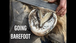 Trimming barefoot horse hooves [upl. by Eustis713]