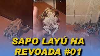 DIANHO  SAPO LAYÚ E SUA TURMA NA REVOADA Vlog Galponeiro 07  rolêprod [upl. by Myrah]