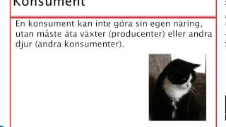 Producent konsument i ekosystemet [upl. by Adna]