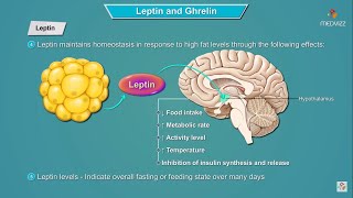 Leptin and Ghrelin hormones mechanism of action  Physiology  USMLE Step 1 [upl. by Anirehtak642]