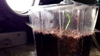 Serrano pepper plant seedling time lapse [upl. by Desdamona]