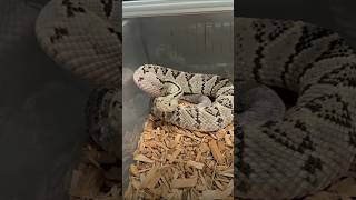 😱 Crotalus scutulatus snake ka dahad suno 🐍wildlife snake youtubeshorts viralshorts [upl. by Riley]