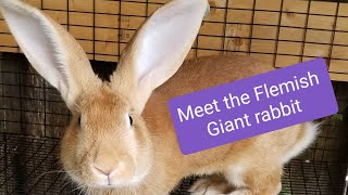 Meet the Flemish Giant rabbit [upl. by Ezalb]