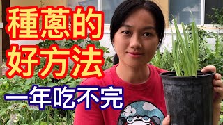 31如何種蔥的好方法！在家種上一盆一年吃不完！ [upl. by Coreen]