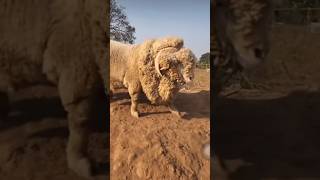 Full compilation in animals ok you only looking 😱😱😱😱😱 animals [upl. by Anma141]