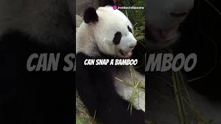 Pandas Bamboo Eating Marvels🐼😱 [upl. by Ihn]