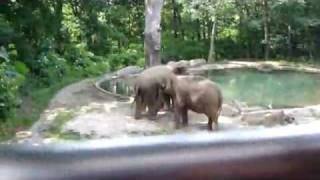 Bronx Zoo Elephant Exhibit 672010 [upl. by Ahsener825]