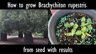 How to grow Brachychiton rupestris Queensland bottle tree from seed with results [upl. by Siuluj]