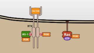 The PI3KAKT signalling pathway [upl. by Jaimie643]