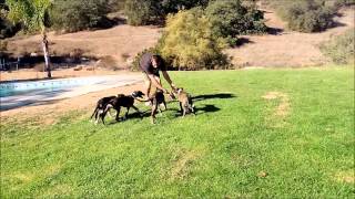 Lurcher Hounds Designer Pups Borzoi and Scottish Deerhound [upl. by Schwing150]