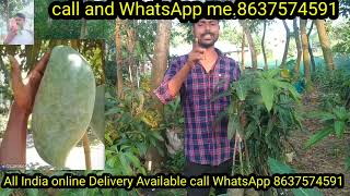 how to Hainan Red mango plant Hainan pink mango my zam zam nurseryAll Indiaonline DeliveryAvailable [upl. by Shelman]