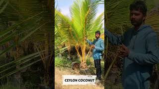 Ceylon Coconut Plants In Telugu  Coconut Plants  Kobbari Mokkalu  Ashok Chakra Nursery  Kadiyam [upl. by Leontyne]