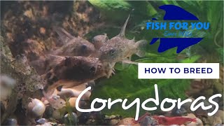 Easily Breed Corydoras for Profit at Home [upl. by Anawahs17]