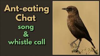 ANTEATING CHAT songs amp whistle call [upl. by Aititel]