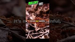 Bullet Ants Natures Fierce Warriors [upl. by Aretse]