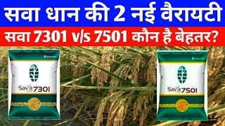 सवा 7301 और सवा 7501 धान में कौन है बेहतर धान की 2 नई वैरायटी 2023Sava 7301 vs Sava 7501 [upl. by Haleigh]