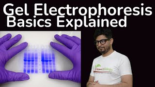 Gel electrophoresis principle explained  Agarose gel electrophoresis  SDS page gel electrophoresis [upl. by Burkhardt]