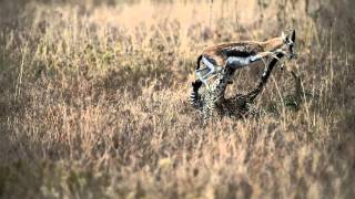 Leopard Hunts Gazelle in Serengeti [upl. by Miles704]