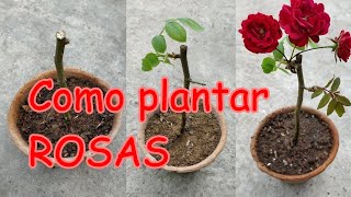 Como plantar rosas de buquê  Como platar rosas que ganhei Como Plantar Rosas pelo Galho [upl. by Garratt]