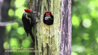 Pileated Woodpecker Nest [upl. by Kirsten]