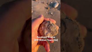 Fossilized Bivalve in Limestone fossil cool rockhounding beach explore water geology lake [upl. by Eenaj]