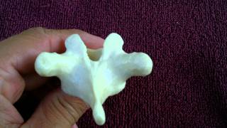 Thoracic vertebrae markings [upl. by Nai]