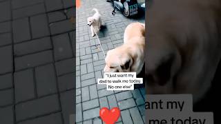 goldenretriever dog puppy labrador cute memes funny trendingshorts animals [upl. by Debra469]