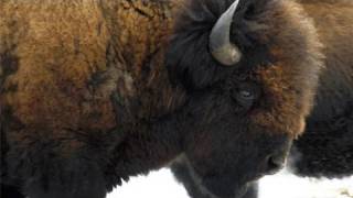 Wood Bison  Elk Island National Park [upl. by Sherye]