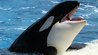 National Geographic Documentary  Orcinus Orca  Wildlife Animal [upl. by End]