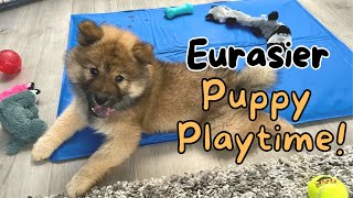 Eurasier Puppy Playtime eurasierpuppy playtime [upl. by Gnous]