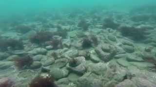 Amazing Paua Abalone Diving New Zealand [upl. by Wivina357]