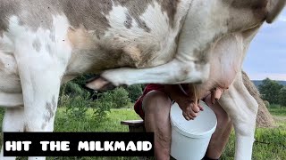 milking cow with big udders and long legs [upl. by Aihsenad]