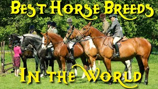 Best Horse Breeds For Every Modern Day Equestrian Uses  Wired Equestrian [upl. by Gershom]