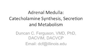 Adrenal Medulla Physiology Catecholamine Synthesis Secretion and Metabolism [upl. by Ellehc]