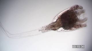 Ascidian tadpole larva metamorphosis  Botrylloides niger [upl. by Silisav]