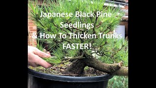 Japanese Black Pine Bonsai Seedlings How To Develop And Thicken Trunks Faster [upl. by Namyaw]