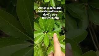 Alstonia scholaris।।blackboard tree।।devils tree।। सप्तपर्ण का पेड़ [upl. by Sedecram758]