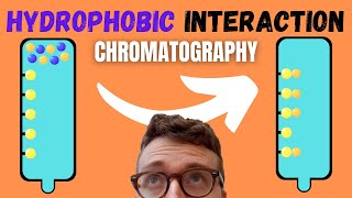 5 Steps of Hydrophobic Interaction Chromatography HIC [upl. by Ansell]