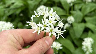 Edible Thyme Leaved Sandwort not Chickweed [upl. by Lingwood]